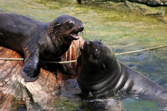 Zwergseebär Zoo Frankfurt am Main 2014