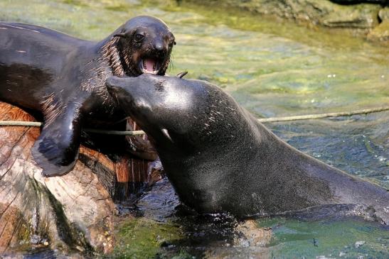 Zwergseebär Zoo Frankfurt am Main 2014