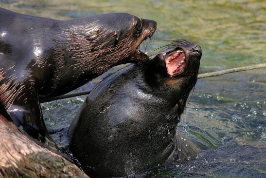 Zwergseebär Zoo Frankfurt am Main 2014