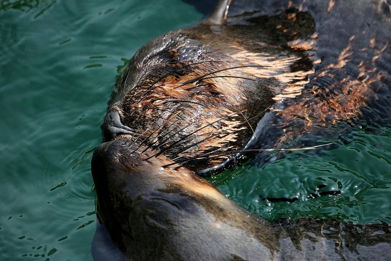 Zwergseebär Zoo Frankfurt am Main 2014