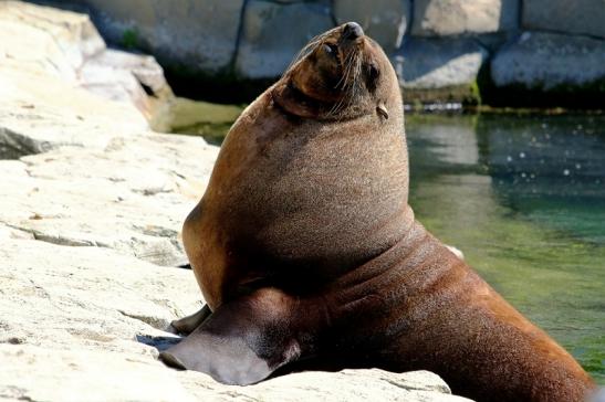 Zwergseebär Zoo Frankfurt am Main 2017