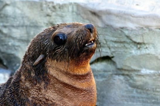 Zwergseebär Zoo Frankfurt am Main 2017