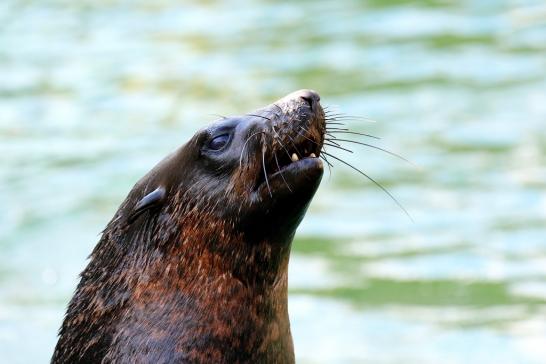 Zwergseebär Zoo Frankfurt am Main 2018