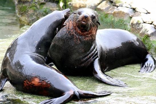 Zwergseebär Zoo Frankfurt am Main 2018