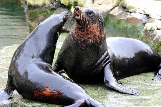 Zwergseebär Zoo Frankfurt am Main 2018