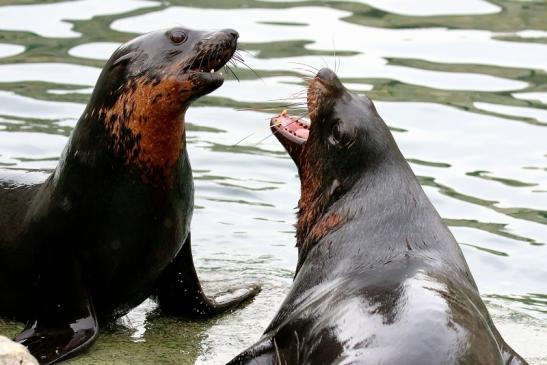 Zwergseebär Zoo Frankfurt am Main 2018