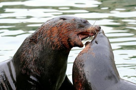 Zwergseebär Zoo Frankfurt am Main 2018