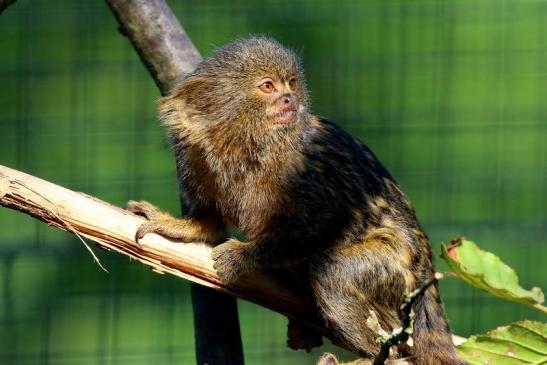 Zwergseidenaffe Zoo Vivarium Darmstadt 2019