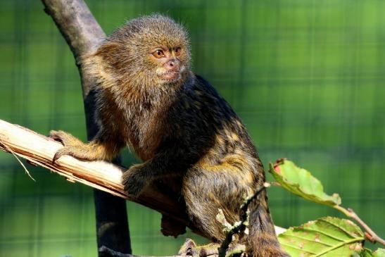 Zwergseidenaffe Zoo Vivarium Darmstadt 2019