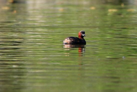 Zwergtaucher Schlosspark Biebrich 2016