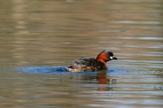 Zwergtaucher Schlosspark Biebrich 2017