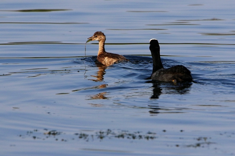 Zwergtaucher und Blässhuhn/Blässralle Schultheisweiher Offenbach 2016