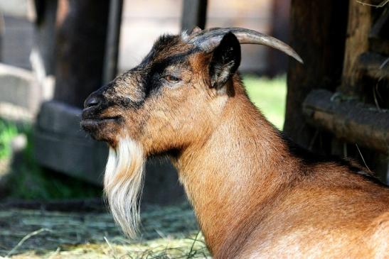 Zwergziege Wildpark Alte Fasanerie Klein Auheim 2013