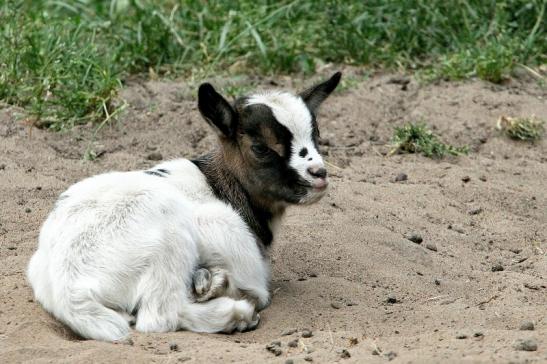 Zwergziege Wildpark Alte Fasanerie Klein Auheim 2015