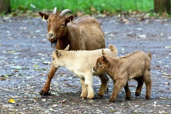 Zwergziege Wildpark Alte Fasanerie Klein Auheim 2017