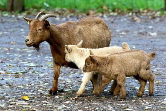 Zwergziege Wildpark Alte Fasanerie Klein Auheim 2017