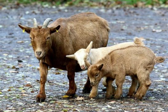 Zwergziege Wildpark Alte Fasanerie Klein Auheim 2017