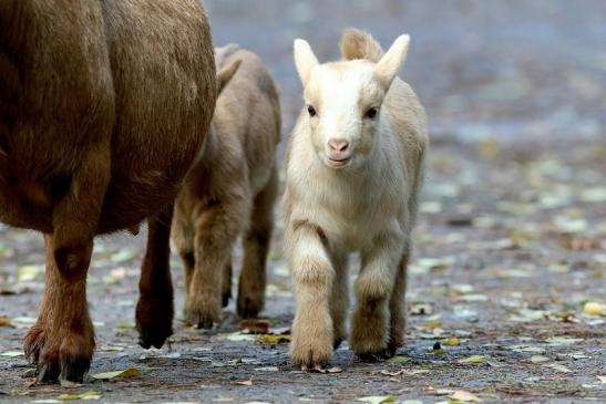 Zwergziege Wildpark Alte Fasanerie Klein Auheim 2017