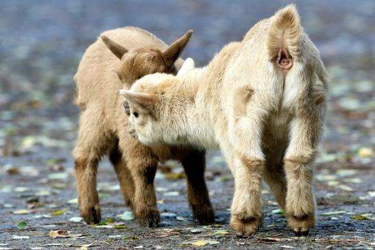 Zwergziege Wildpark Alte Fasanerie Klein Auheim 2017