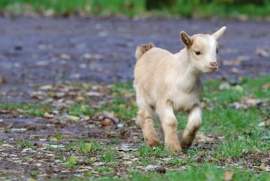 Zwergziege Wildpark Alte Fasanerie Klein Auheim 2017