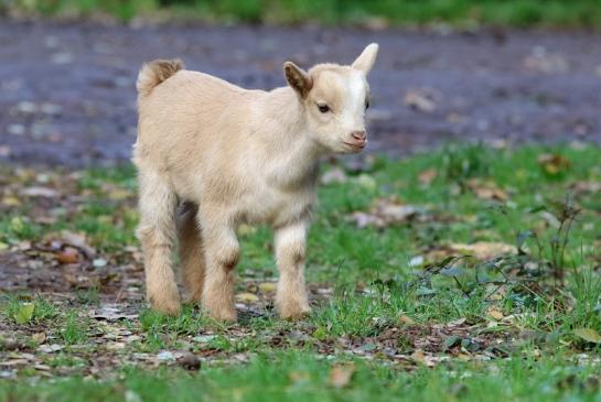 Zwergziege Wildpark Alte Fasanerie Klein Auheim 2017