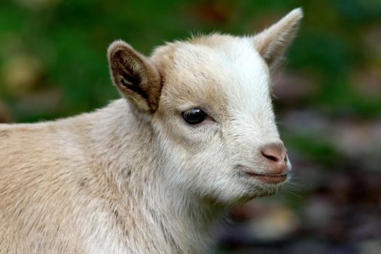 Zwergziege Wildpark Alte Fasanerie Klein Auheim 2017