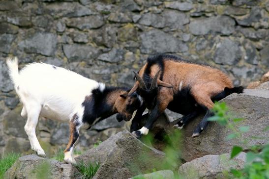 Zwergziege Wildpark Alte Fasanerie Klein Auheim 2017