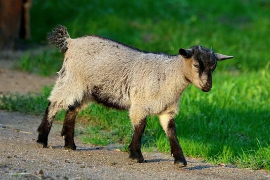 Zwergziege Wildpark Alte Fasanerie Klein Auheim 2017