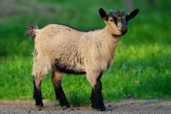 Zwergziege Wildpark Alte Fasanerie Klein Auheim 2017