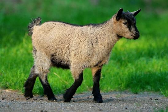 Zwergziege Wildpark Alte Fasanerie Klein Auheim 2017