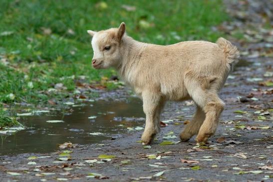 Zwergziege Wildpark Alte Fasanerie Klein Auheim 2017