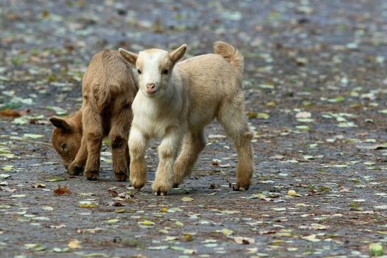 Zwergziege Wildpark Alte Fasanerie Klein Auheim 2017