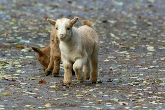 Zwergziege Wildpark Alte Fasanerie Klein Auheim 2017