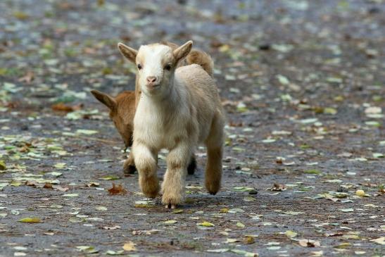 Zwergziege Wildpark Alte Fasanerie Klein Auheim 2017