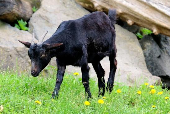 Zwergziege Wildpark Alte Fasanerie Klein Auheim 2018