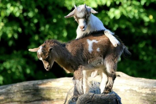 Zwergziege Wildpark Alte Fasanerie Klein Auheim 2018