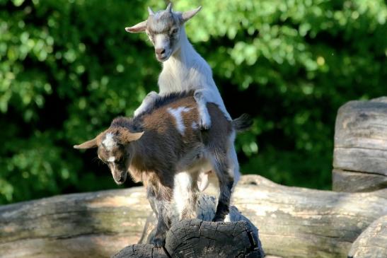 Zwergziege Wildpark Alte Fasanerie Klein Auheim 2018