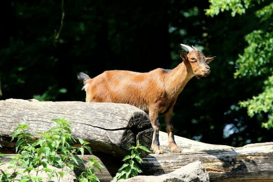 Zwergziege Wildpark Alte Fasanerie Klein Auheim 2018