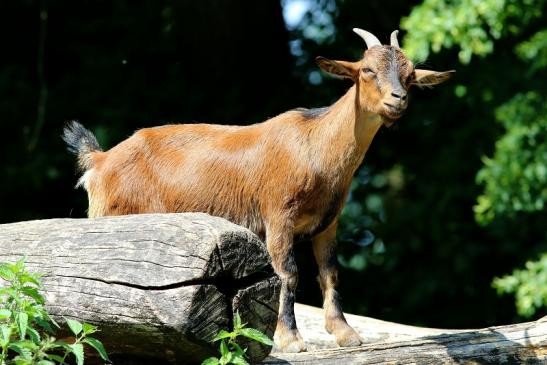 Zwergziege Wildpark Alte Fasanerie Klein Auheim 2018