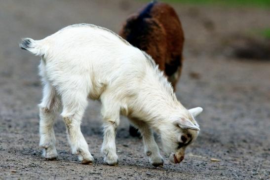 Zwergziege Wildpark Alte Fasanerie Klein Auheim 2018