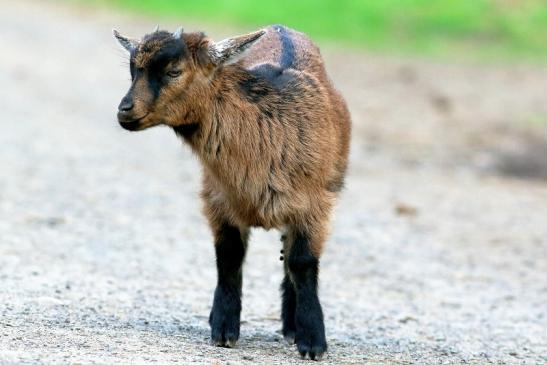 Zwergziege Wildpark Alte Fasanerie Klein Auheim 2018