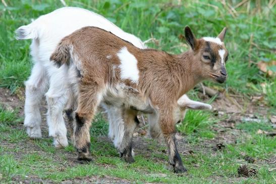 Zwergziege Wildpark Alte Fasanerie Klein Auheim 2018