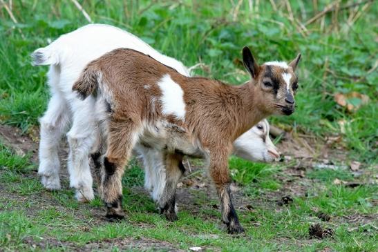 Zwergziege Wildpark Alte Fasanerie Klein Auheim 2018