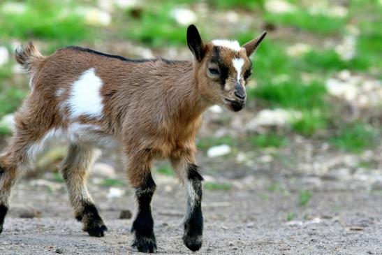 Zwergziege Wildpark Alte Fasanerie Klein Auheim 2018