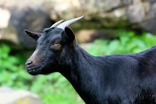 Zwergziege Wildpark Alte Fasanerie Klein Auheim 2018