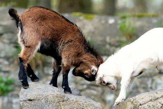 Zwergziege Wildpark Alte Fasanerie Klein Auheim 2018