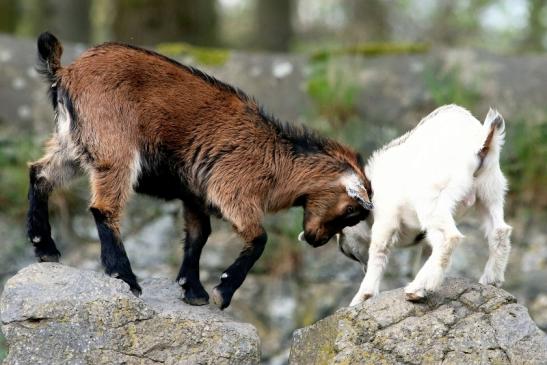 Zwergziege Wildpark Alte Fasanerie Klein Auheim 2018