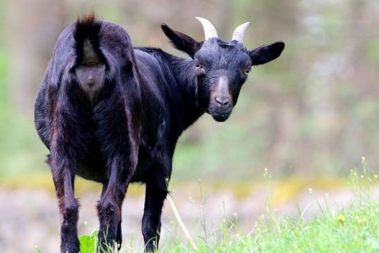 Zwergziege Wildpark Alte Fasanerie Klein Auheim 2018