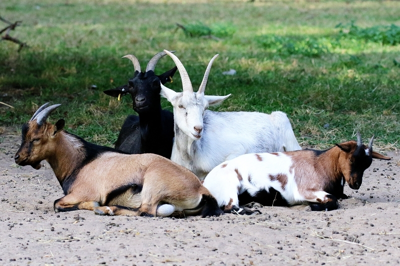 Zwergziege Wildpark Alte Fasanerie Klein Auheim 2020