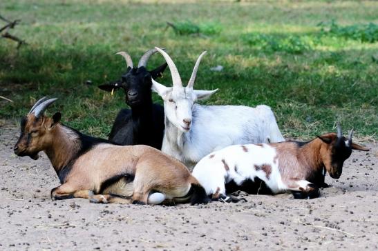 Zwergziege Wildpark Alte Fasanerie Klein Auheim 2020